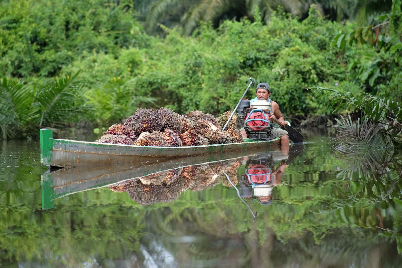 A boat carrying palm fruit along an Indonesian waterway